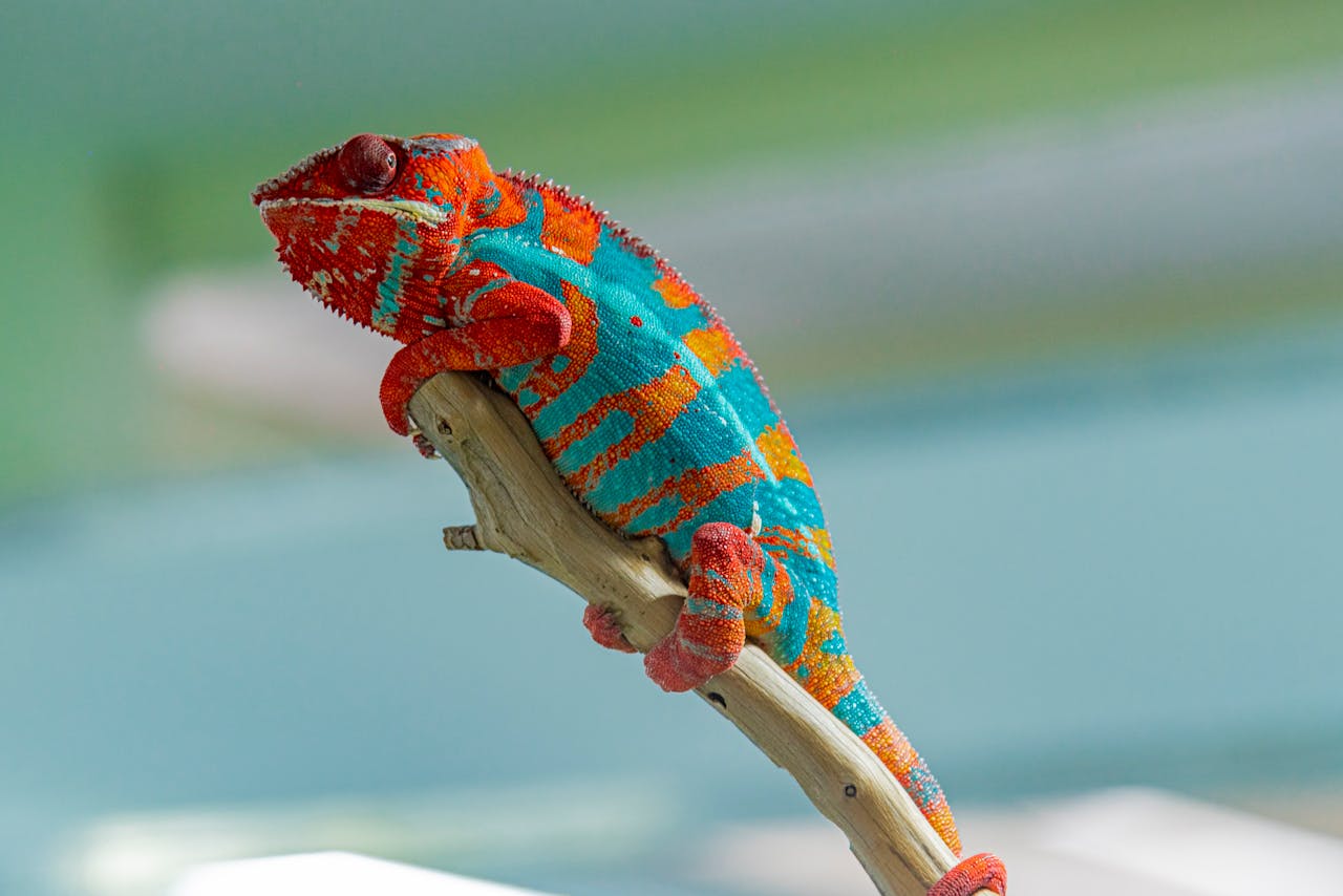 Vibrant Panther Chameleon perched on a branch showcasing its vivid colors.