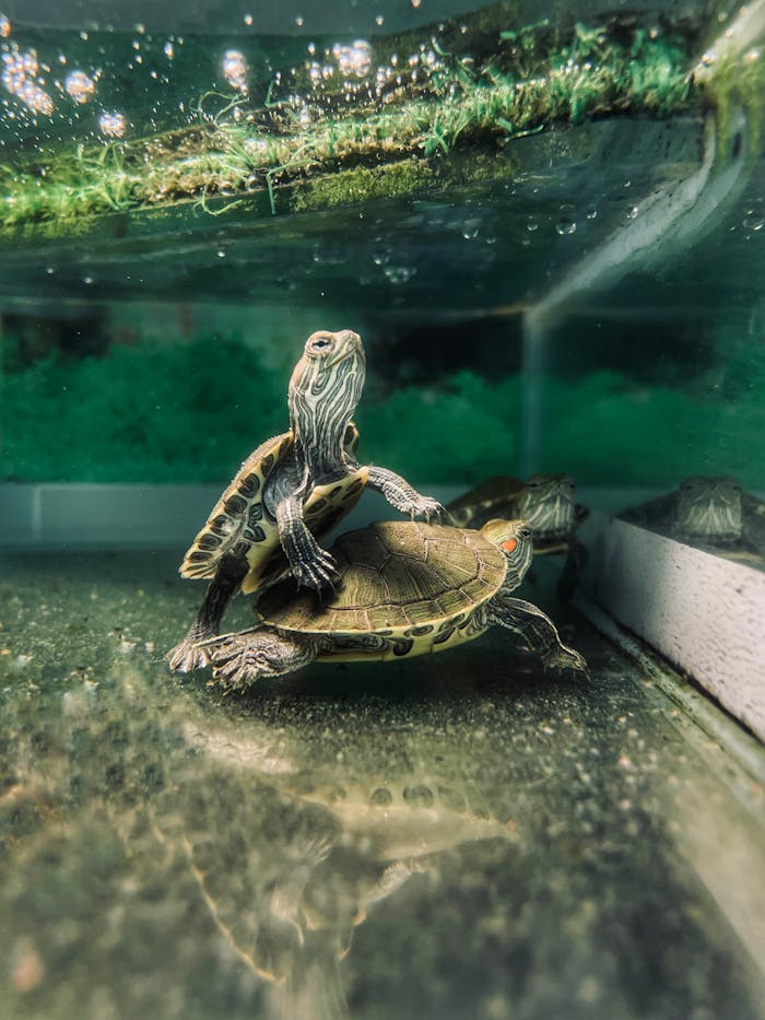 A close-up view of turtles in an aquarium showcasing their intricate patterns.