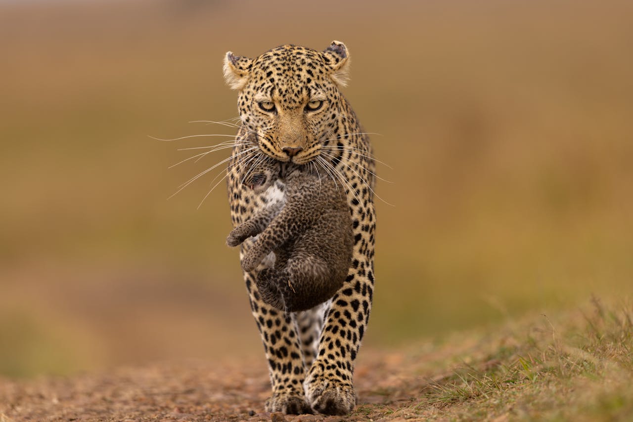 A mother African leopard carrying her cub in the Maasai Mara, Kenya, showcasing wildlife care.