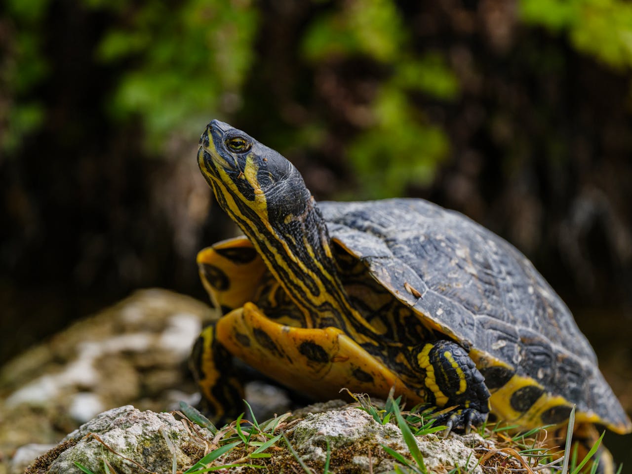 A detailed photo of a yellow-bellied slider turtle on rocks with a natural background.