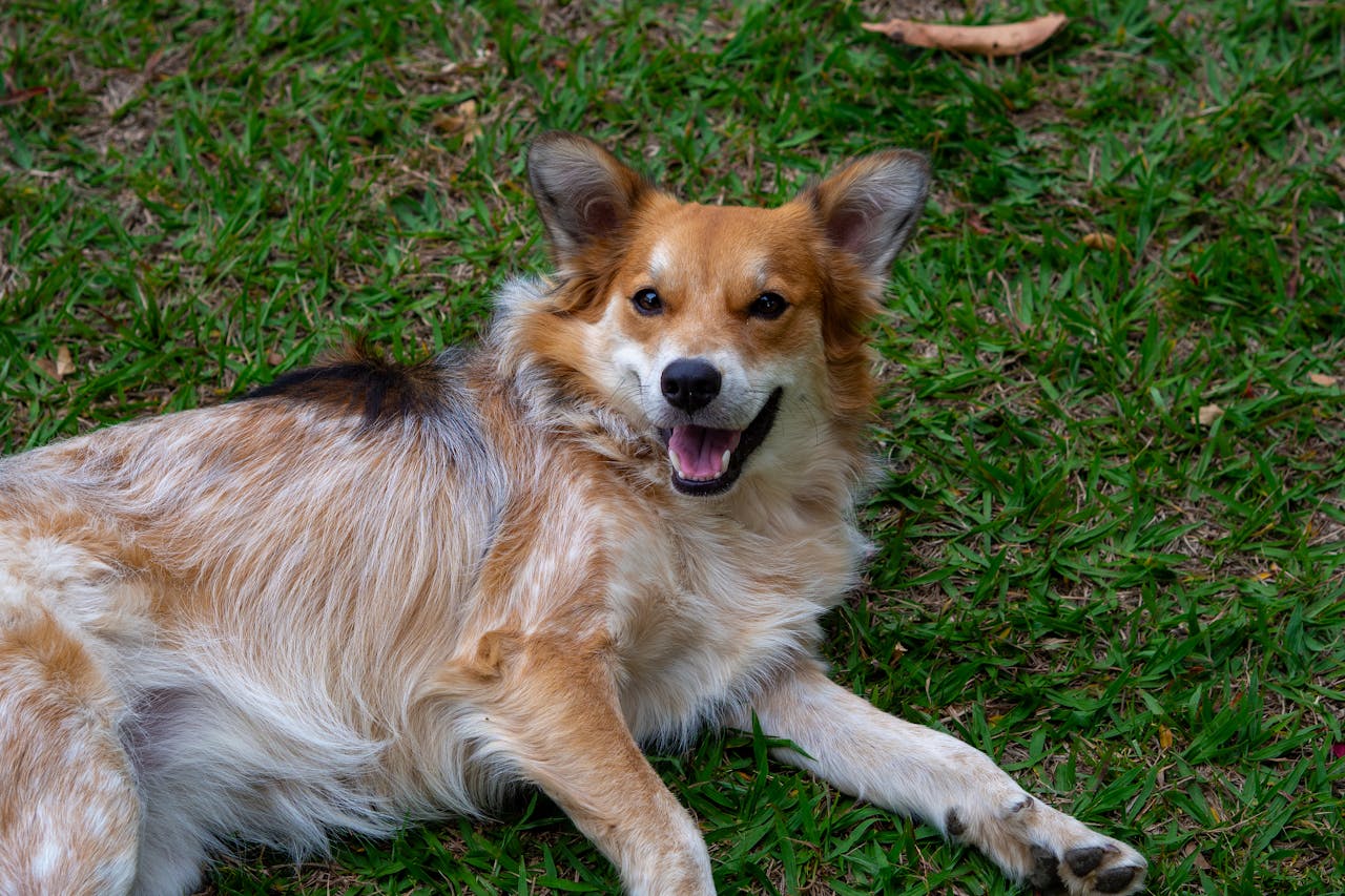 A joyful dog lying on a grassy lawn looking directly at the camera.
