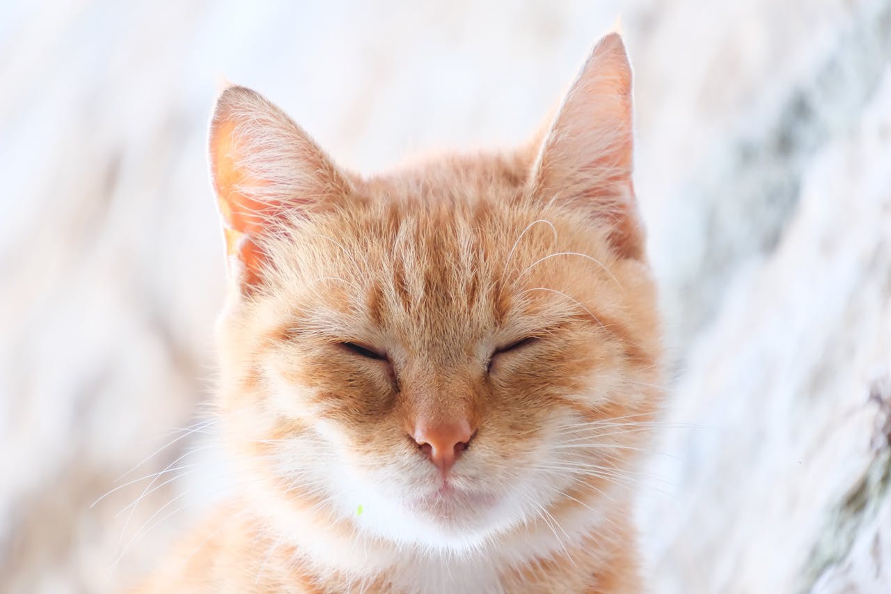 Close-up of a serene ginger cat with eyes closed, enjoying a restful sleep.