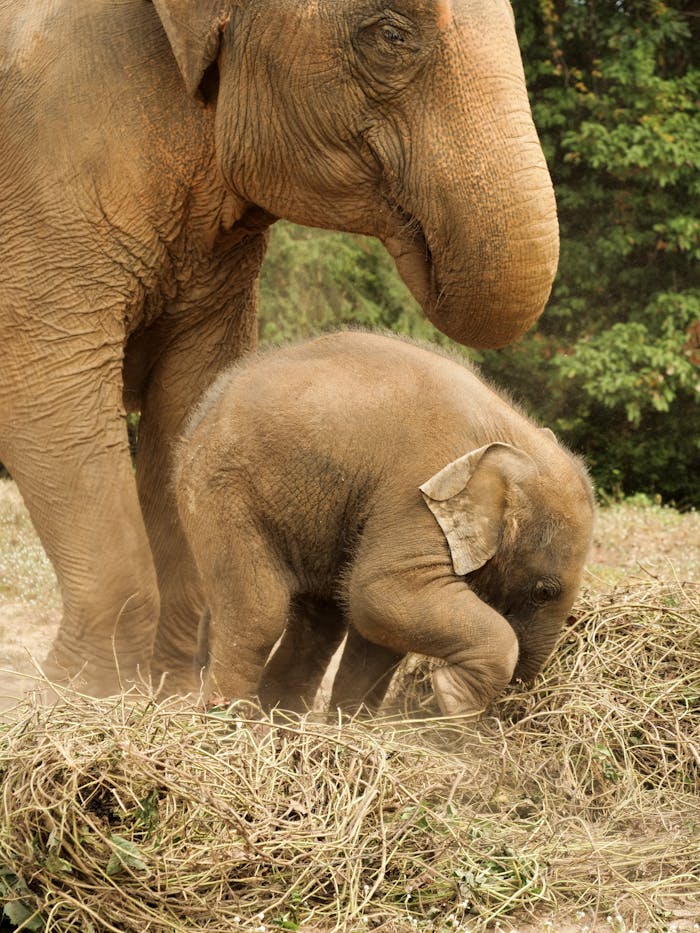 Cute baby Asian elephant with parent in lush Thailand forest, embodying wildlife harmony.