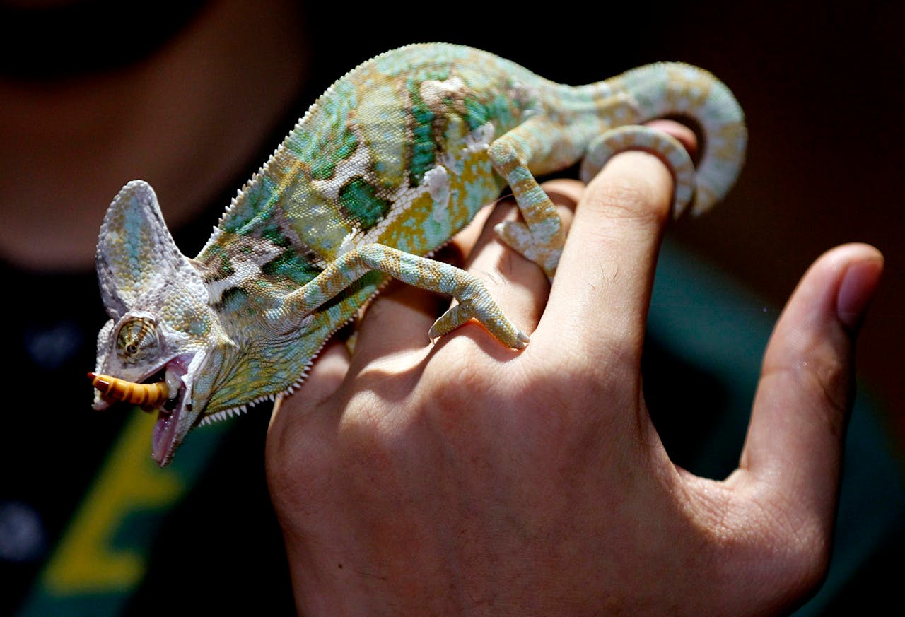 A vibrant chameleon eating a worm while perched on a person's hand, showcasing its unique colors and textures.