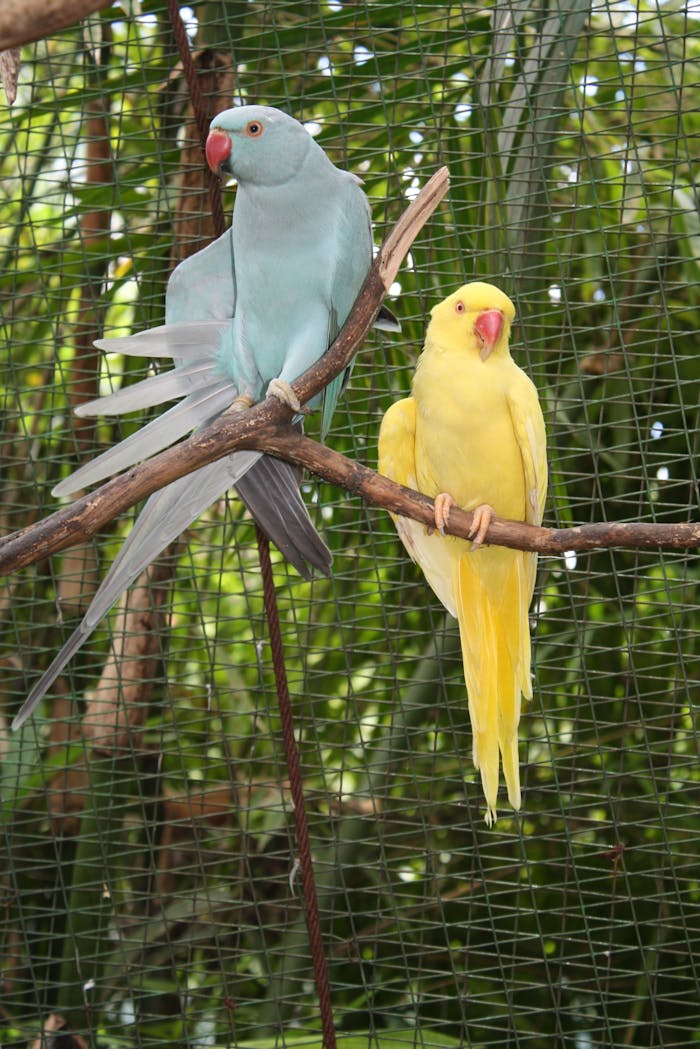 Two vibrant parrots perched on a branch in an outdoor aviary.