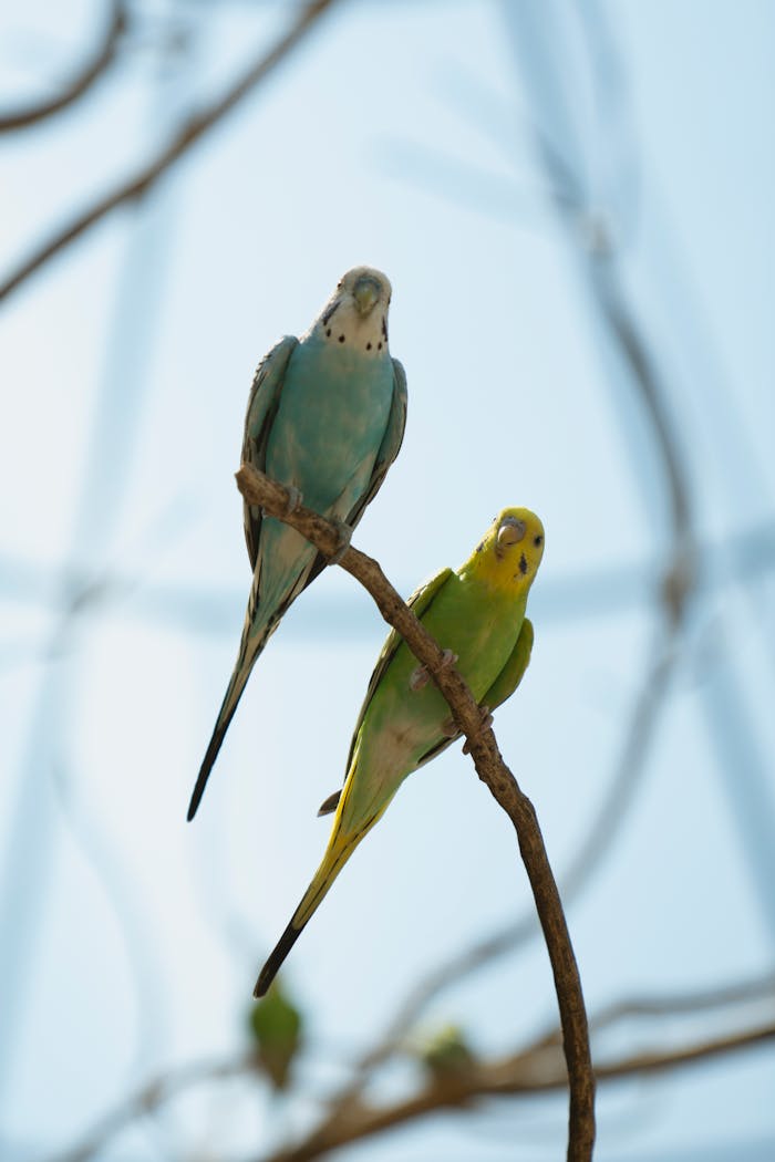 Close-up of two vibrant parakeets perched on a branch with a clear blue sky background.