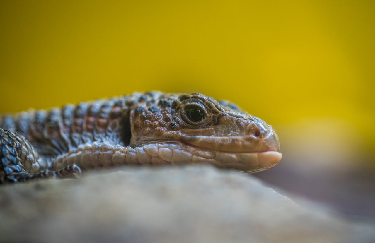 Detailed close-up of a lizard's face showcasing its scales and eye against a blurred background.